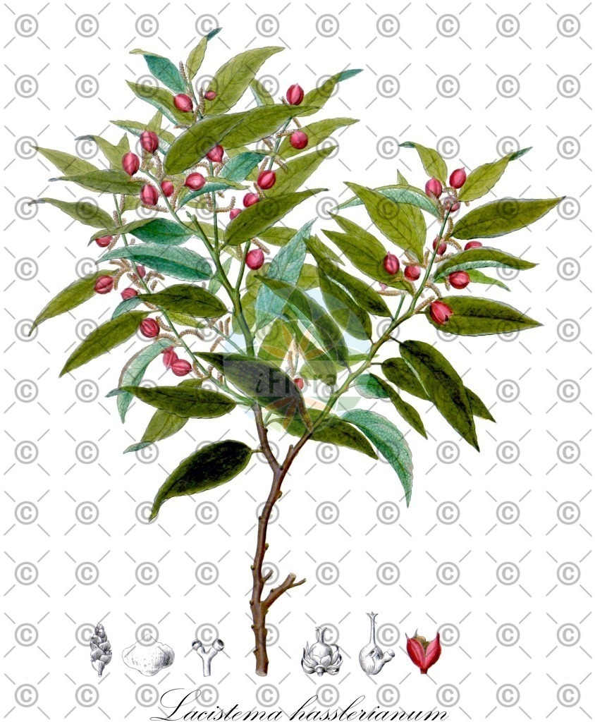 HistAbb_wfo-0000363947_1_ENZY_Simple | Historische Abbildung von Lacistema hasslerianum - Lacistemataceae | Historical Illustration of Lacistema hasslerianum - Lacistemataceae