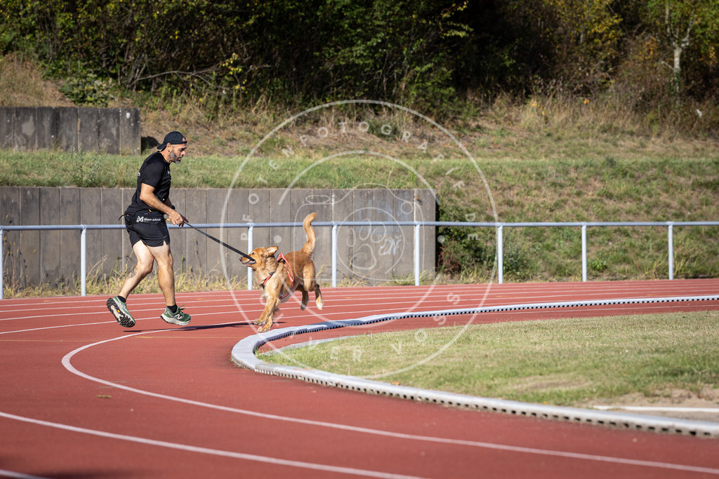 Pfotenfotografie_DV3A9648 | Hundefotografie, Tierfotograf, Pfotenfotografie, Fotoshooting Hund, Hunde Portrait, Hundesport, Hundeportraits, Heideshooting, Hunde, Sportfotograf, Hundefotograf, Turnierhundsport, THS,  - Realisiert mit Pictrs.com
