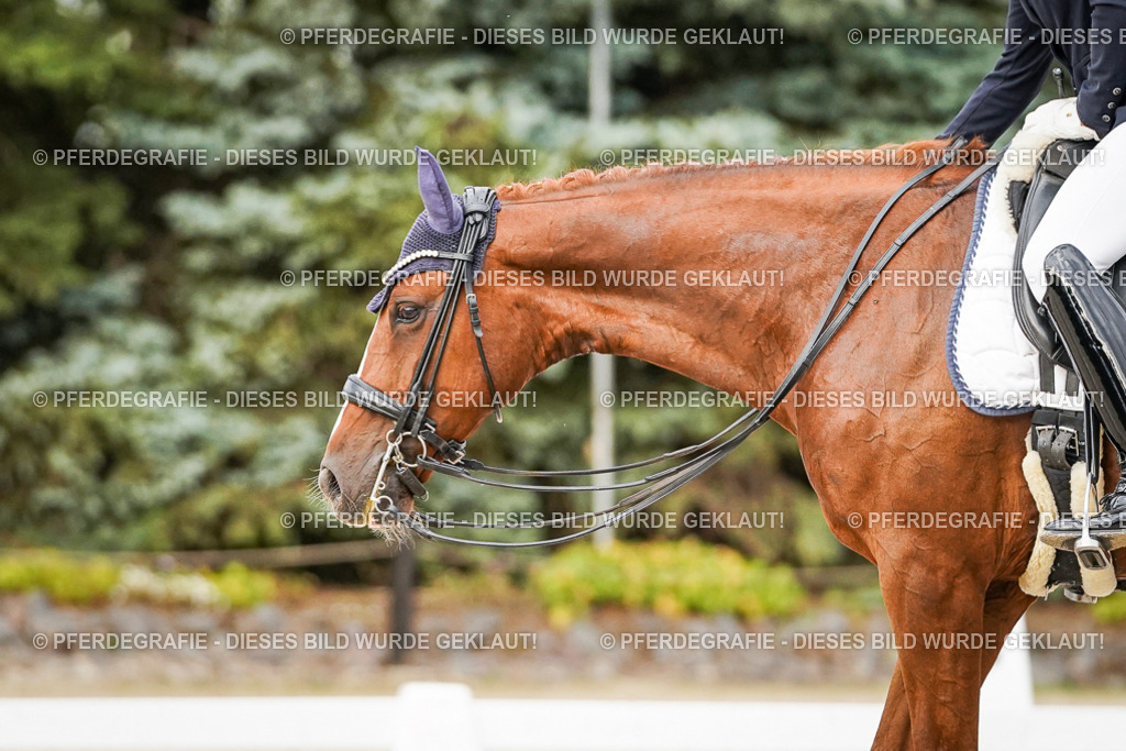 DSC09257 | Pferdegrafie