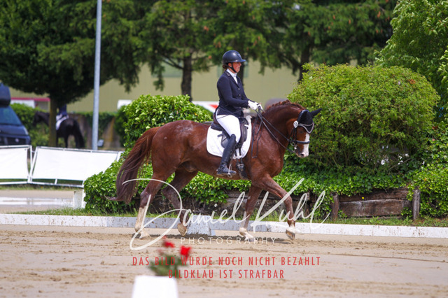 DKP40734 | Turniersportfotografie; Pferdefotografie; Dressurfotografie