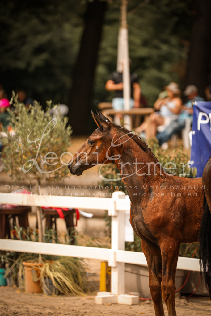 SaPA00114 | Leoni Ertmer Photography - Realisiert mit Pictrs.com