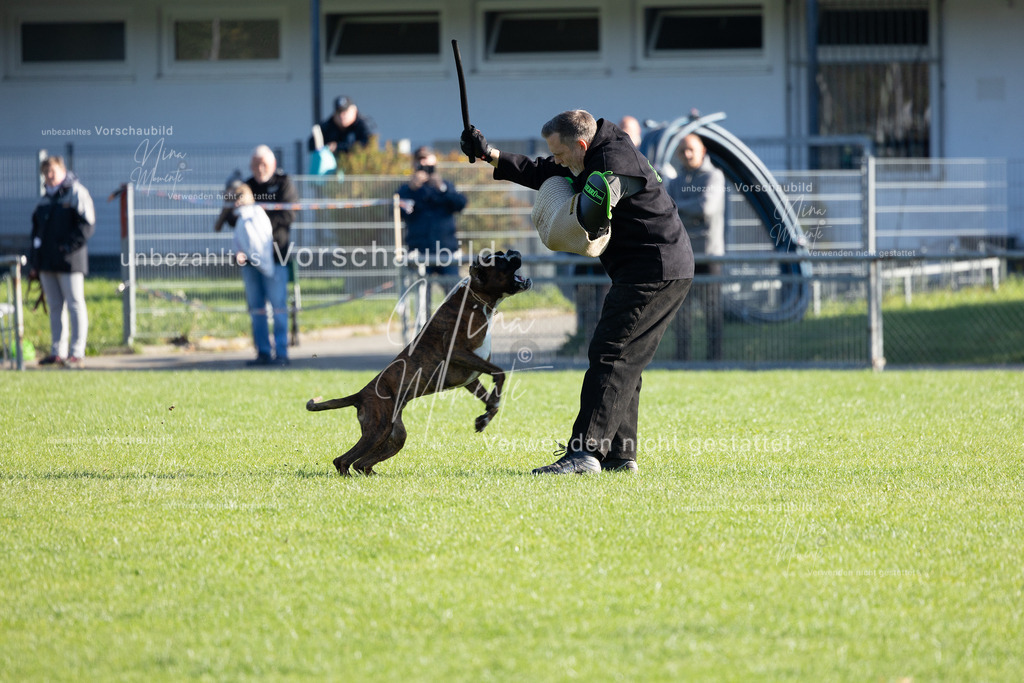 _16A5039 | Einzigartige Fotos von Hunden & Menschen –Actionfotos, Portraits, Vereinsaufnahmen & Paarshootings – authentisch, lebendig & mit Herz.