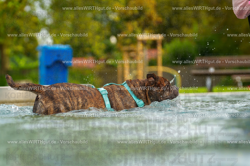 Hundeschwimmen_Grefrath_2026-allesWIRTHgut_Tierfotografie-11_39-7R503417 | Professionelle Tierfotografie in Mönchengladbach von Daniel Wirth (allesWIRTHgut). Liebevolle & natürliche Bilder von Hunden & Katzen für unvergessliche Erinnerungen.