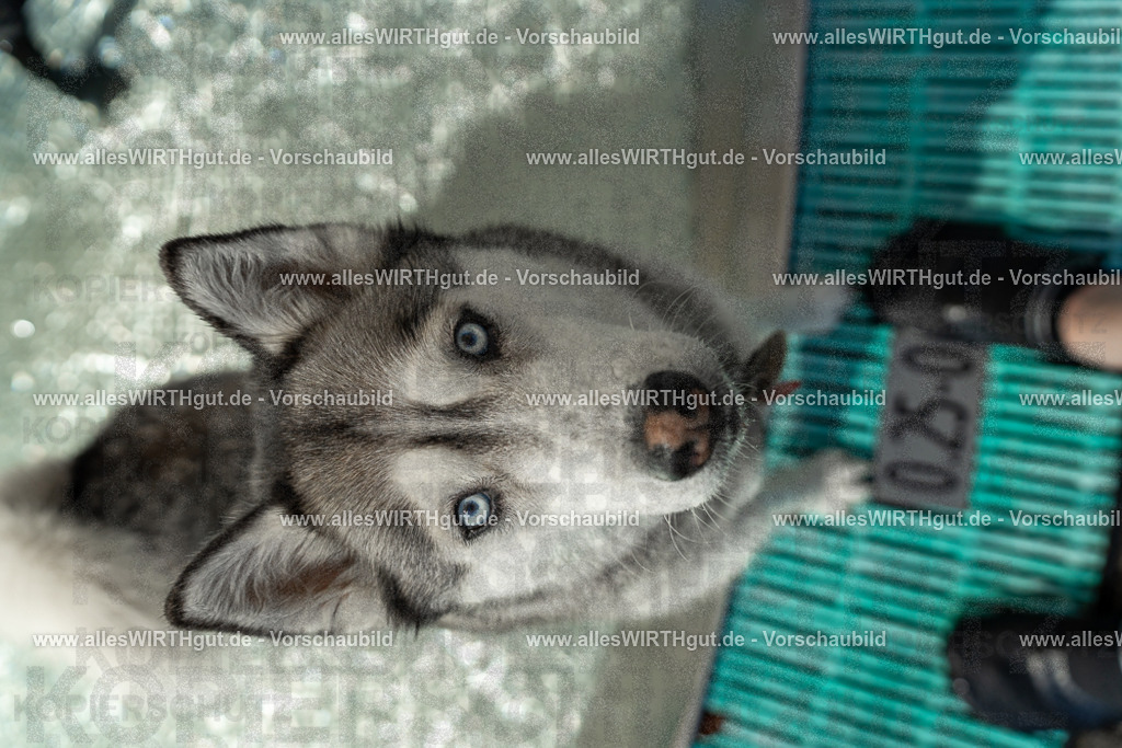 Hundeschwimmen_Volksbad_2026-allesWIRTHgut_Tierfotografie-2609061355-7R500978 | Professionelle Tierfotografie in Mönchengladbach von Daniel Wirth (allesWIRTHgut). Liebevolle & natürliche Bilder von Hunden & Katzen für unvergessliche Erinnerungen.