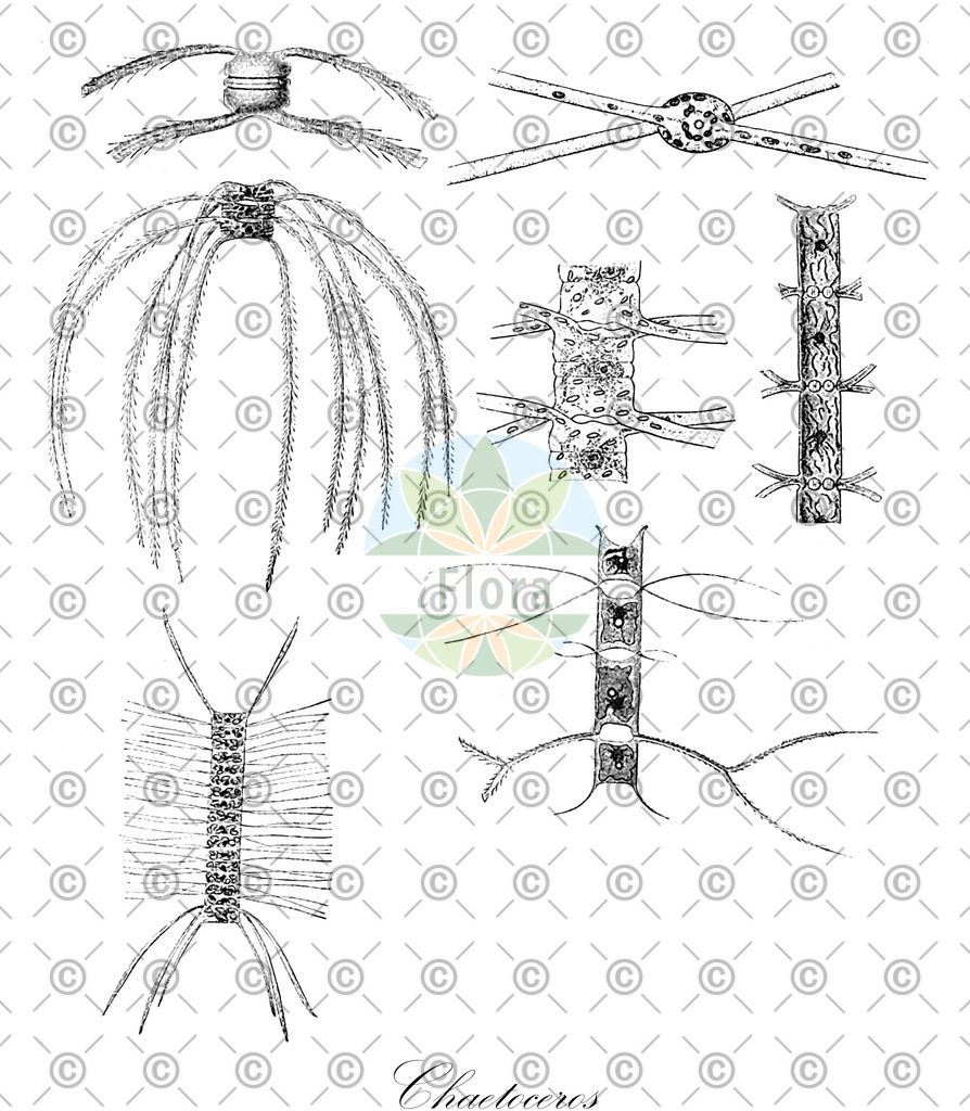 HistAbb_wfo-0001200190_1_ENZY_Simple | Historische Abbildung von Chaetoceros - Chaetocerotaceae (0) | Historical Illustration of Chaetoceros - Chaetocerotaceae (0)