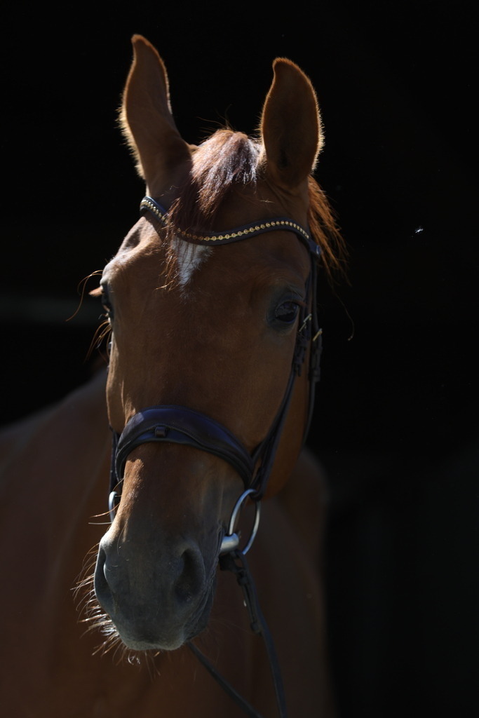 0P6A8944 | Willkommen bei Brunnmayr - Design & Fotografie – Ihrem Spezialisten für Reitturniere und Pferdeveranstaltungen in Oberösterreich, Salzburg und Bayern! Seit über 17 Jahren sind wir leidenschaftlich dabei.
