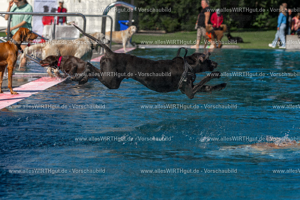 Hundeschwimmen_Volksbad_2026-allesWIRTHgut_Tierfotografie-2609061136-FAY06262 | Professionelle Tierfotografie in Mönchengladbach von Daniel Wirth (allesWIRTHgut). Liebevolle & natürliche Bilder von Hunden & Katzen für unvergessliche Erinnerungen.