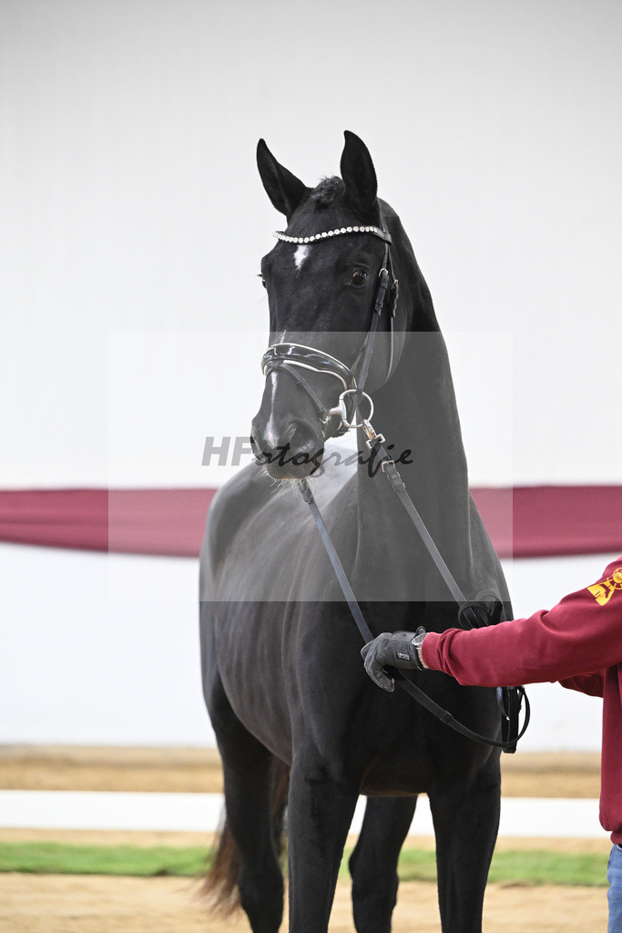 Kat-Nr. 61 Florent Blue Hors x St. Moritz Junior_ZG Kube u Holder_47252268 | hf-fotografie - Realisiert mit Pictrs.com