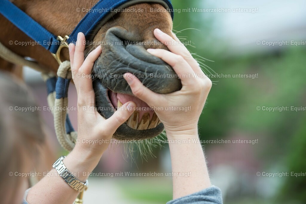 20180516_Vitalfunktionen_Pferd_0026 | equistock