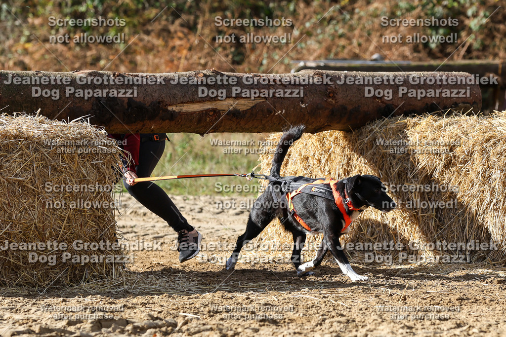 Dog Paparazzi - Strongdog 10-25-4917 | Dog Paparazzi Jeanette Grottendiek Fotografie & Videografie - Realisiert mit Pictrs.com