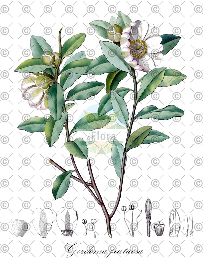HistAbb_wfo-0000095130_2_ENZY_Simple | Historische Abbildung von Gordonia fruticosa - Theaceae | Historical Illustration of Gordonia fruticosa - Theaceae