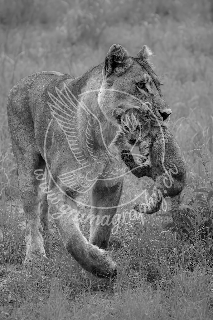 strength in the storm - lioness with cub_ botswana_swx | Fine-Art Wildlife Aufnahme einer Löwin, die ihr Jungtier während eines Gewitters durch hohes Gras trägt.