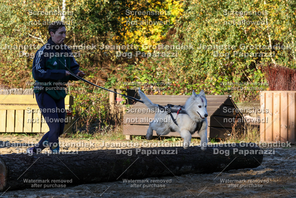 Dog Paparazzi - Strongdog 10-25-939 | Dog Paparazzi Jeanette Grottendiek Fotografie & Videografie - Realisiert mit Pictrs.com