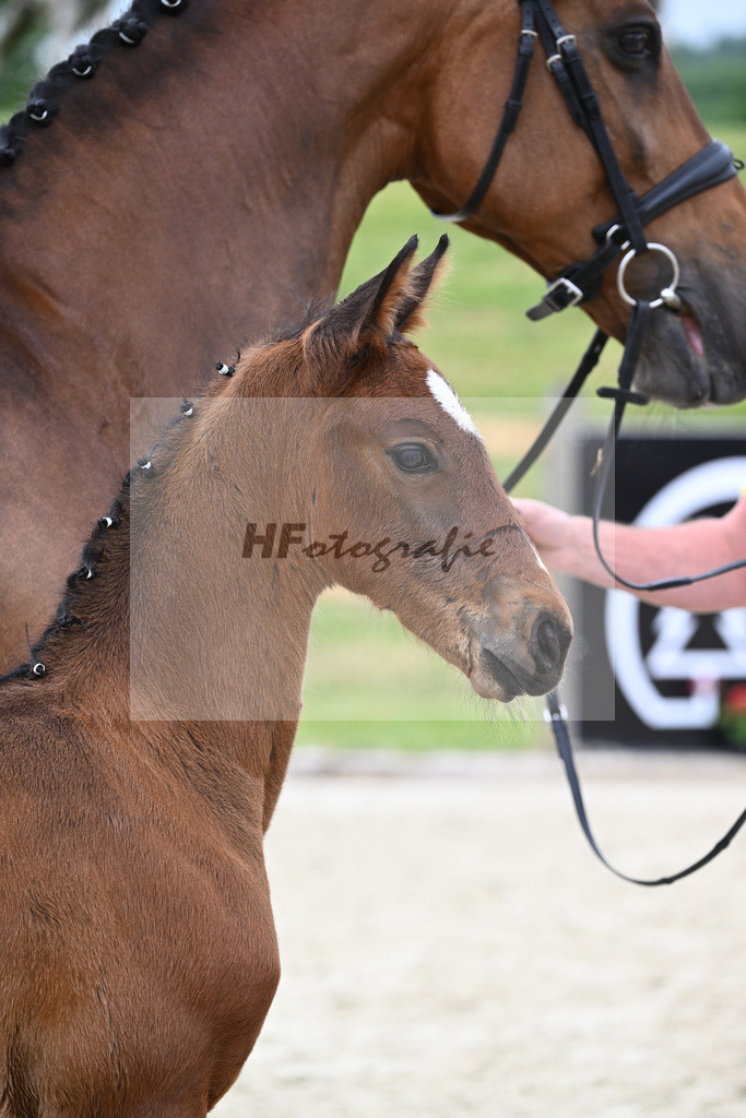 Kat-Nr. 29 HF Colestus_Wimmer_17230792 | hf-fotografie - Realizzato con Pictrs.com