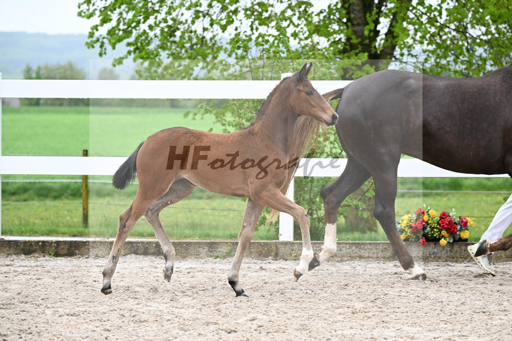 Kat-Nr. 52 SF Lindenberg x Finnigan_Wiedemann_23261394 | hf-fotografie - Realisiert mit Pictrs.com