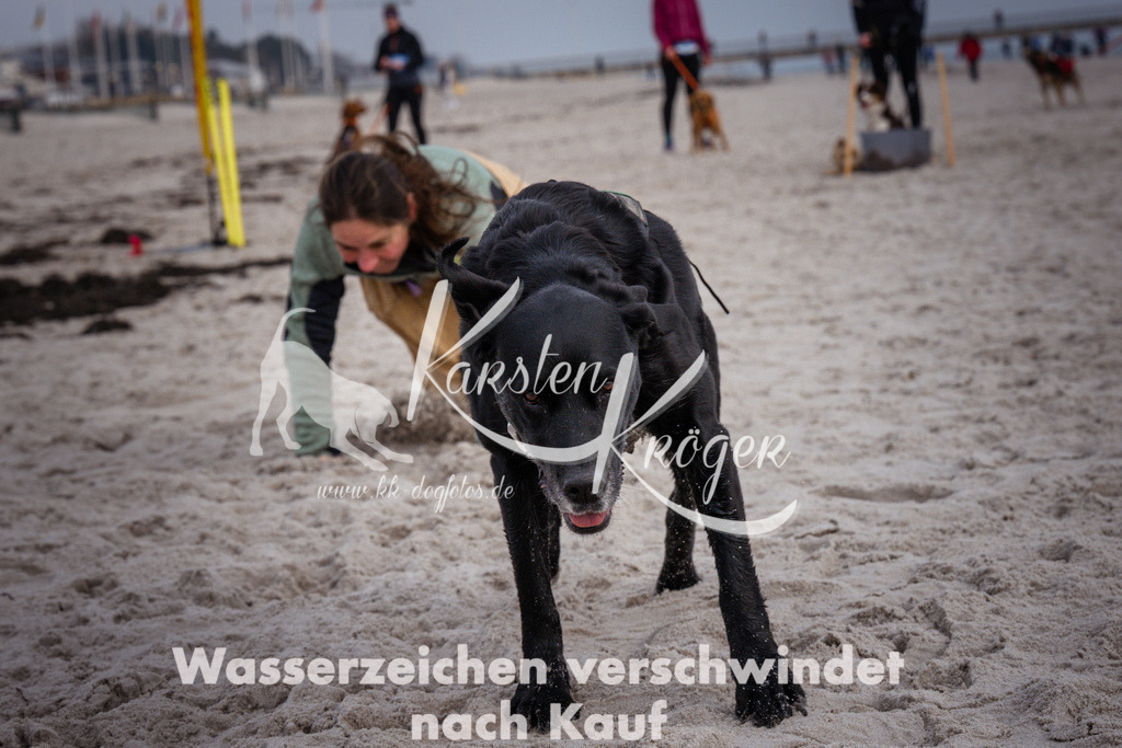 1300_ZZ97703 | kk-dogfotos