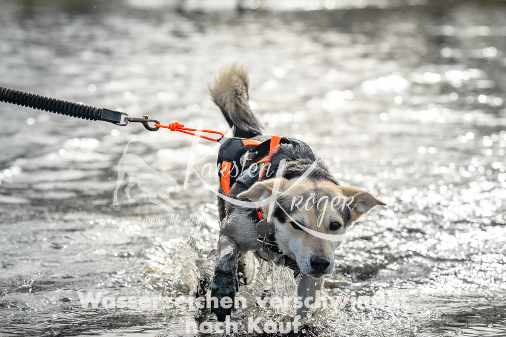 0955_ZZ94716 | kk-dogfotos