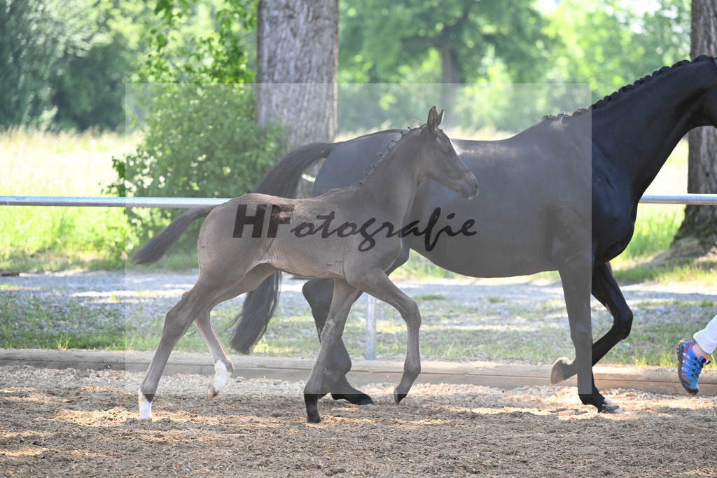 Kat-Nr. 8 HF DSP Feliciano_Weyer_14230193 | hf-fotografie - Realisiert mit Pictrs.com