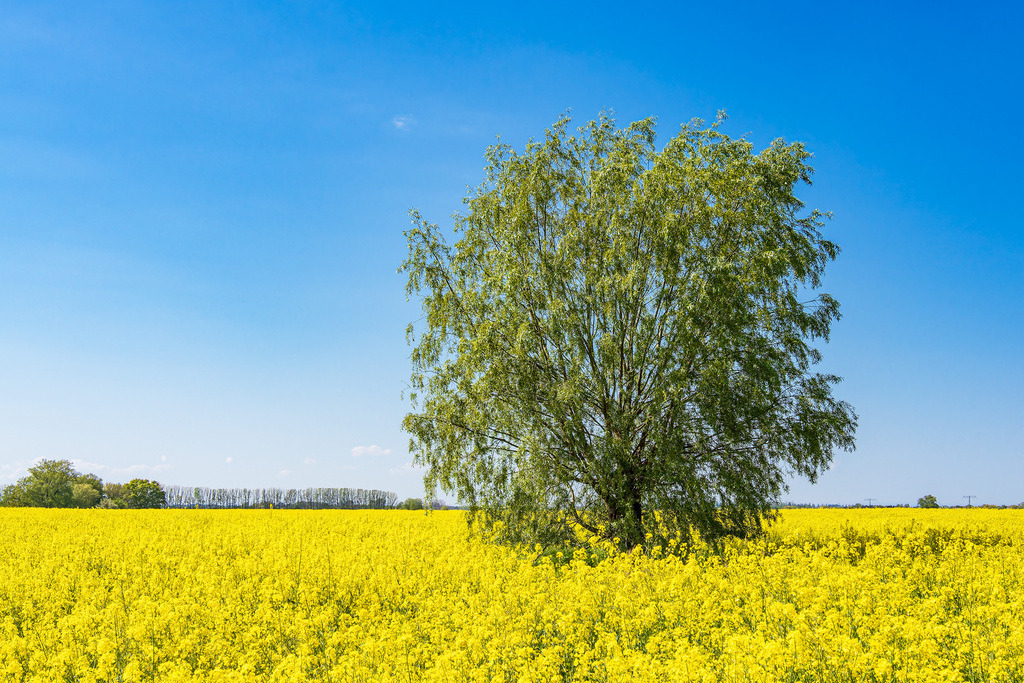 Blühendes Rapsfeld und Bäume bei Parkentin im Frühling | Blühendes Rapsfeld und Bäume bei Parkentin im Frühling.