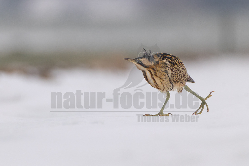 R5M24505_20260111 | Der Bildershop von www.natur-focus.de bietet ihnen den einfachen Kauf von Bildmaterial per Download aus allen Bereichen der Natur. In den Galerien finden sie Landschaftsfotos, Tierbilder und natürlich auf Pflanzenfotos. - Realisiert mit Pictrs.com