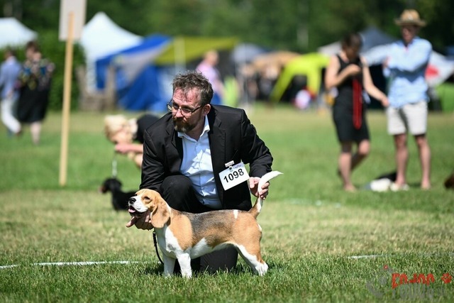 Dogshow CACIB Samstag in Aarau | Dogshow CACIB Samstag in Aarau. 24.06.2023 Foto: LeoWyden
