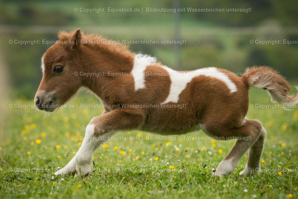 20150502_Fohlen_0006 | equistock