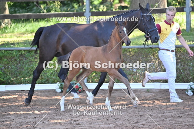 18_Christ - Quaterman_758_8774 | Björn Schroeder Pferdefotografie