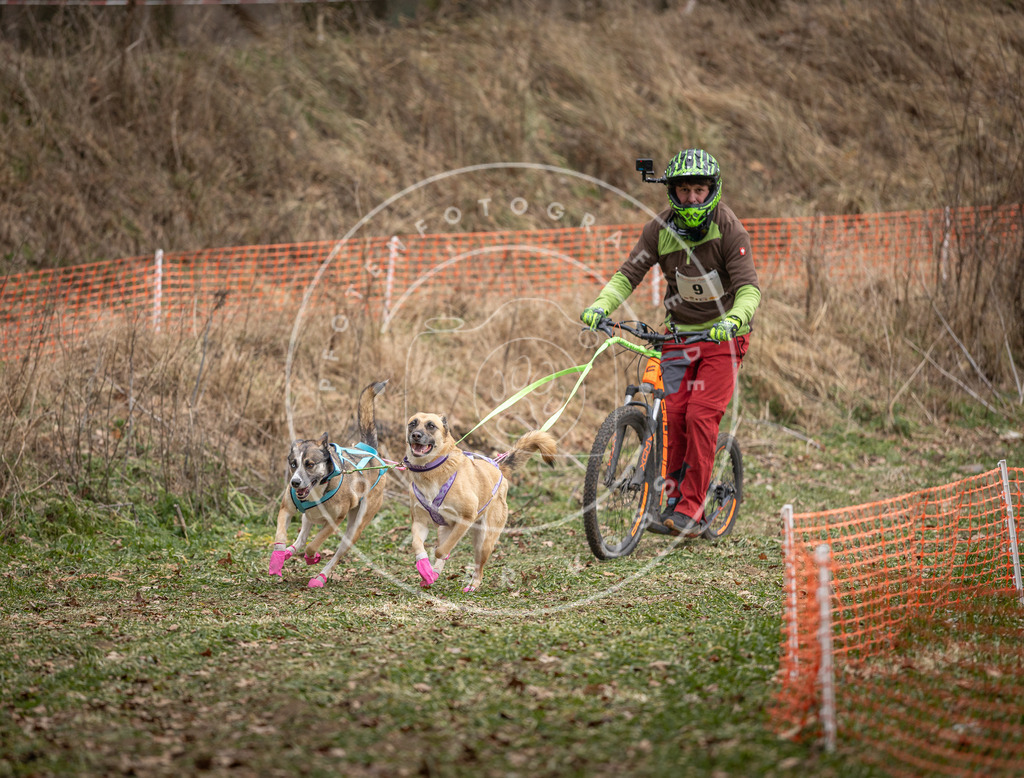 Pfotenfotografie_DV3A6580 | Hundefotografie, Tierfotograf, Pfotenfotografie, Fotoshooting Hund, Hunde Portrait, Hundesport, Hundeportraits, Heideshooting, Hunde, Sportfotograf, Hundefotograf, Turnierhundsport, THS,  - Realisiert mit Pictrs.com
