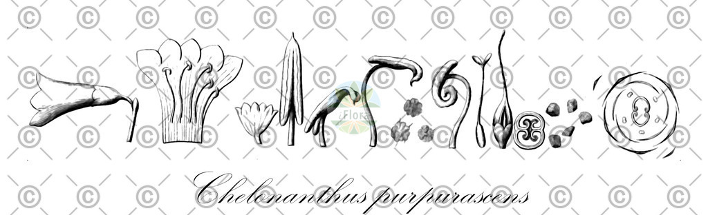 HistAbb_wfo-0000842767_1_ENZY_Simple | Historische Abbildung von Chelonanthus purpurascens - Gentianaceae | Historical Illustration of Chelonanthus purpurascens - Gentianaceae