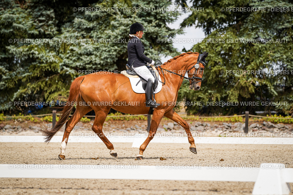 DSC03877 | Pferdegrafie