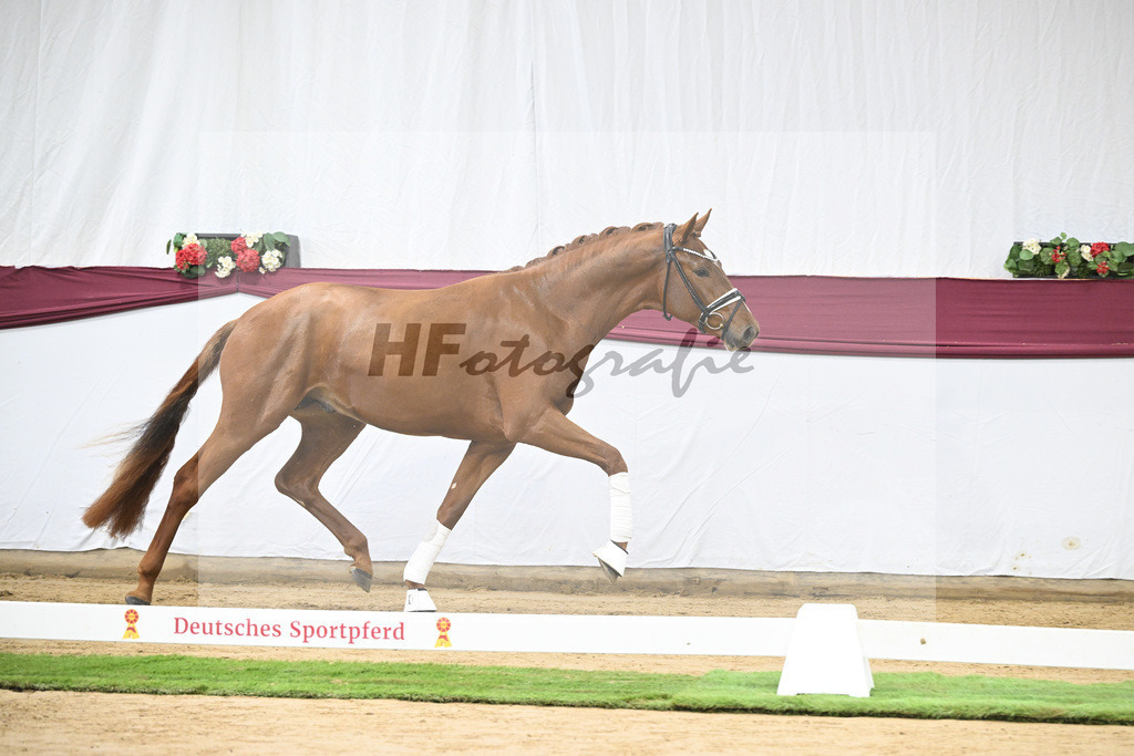 Kat-Nr. 107 Escanto PS x Vitalis_Angelina De Vittorio GmbH u Co. KG_47253428 | hf-fotografie - Realisiert mit Pictrs.com