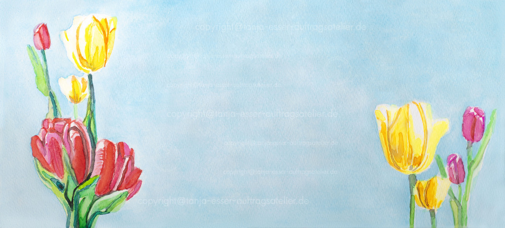 TulpenAquarell D | Tulpen in gelb und pink rot vor hellblauem Himmel. Aquarell auf Aquarellpapier im Panoramaformat. 