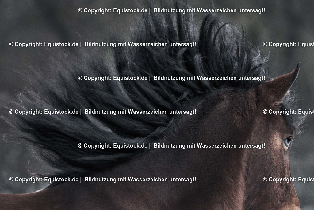 TS_20170129_Brauner_Freilauf_0002 | Foto: Thomas Hartig