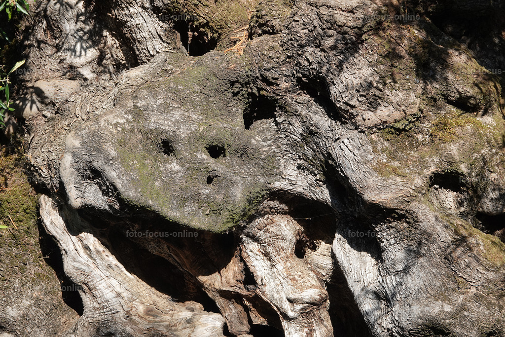Stories of the Ancient Olive Trees | Ancient Olive Trees