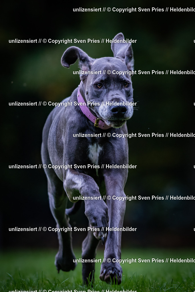 Sven Pries | 2024-10-19 - Hunderennen Ober-Grombach - Realisiert mit Pictrs.com