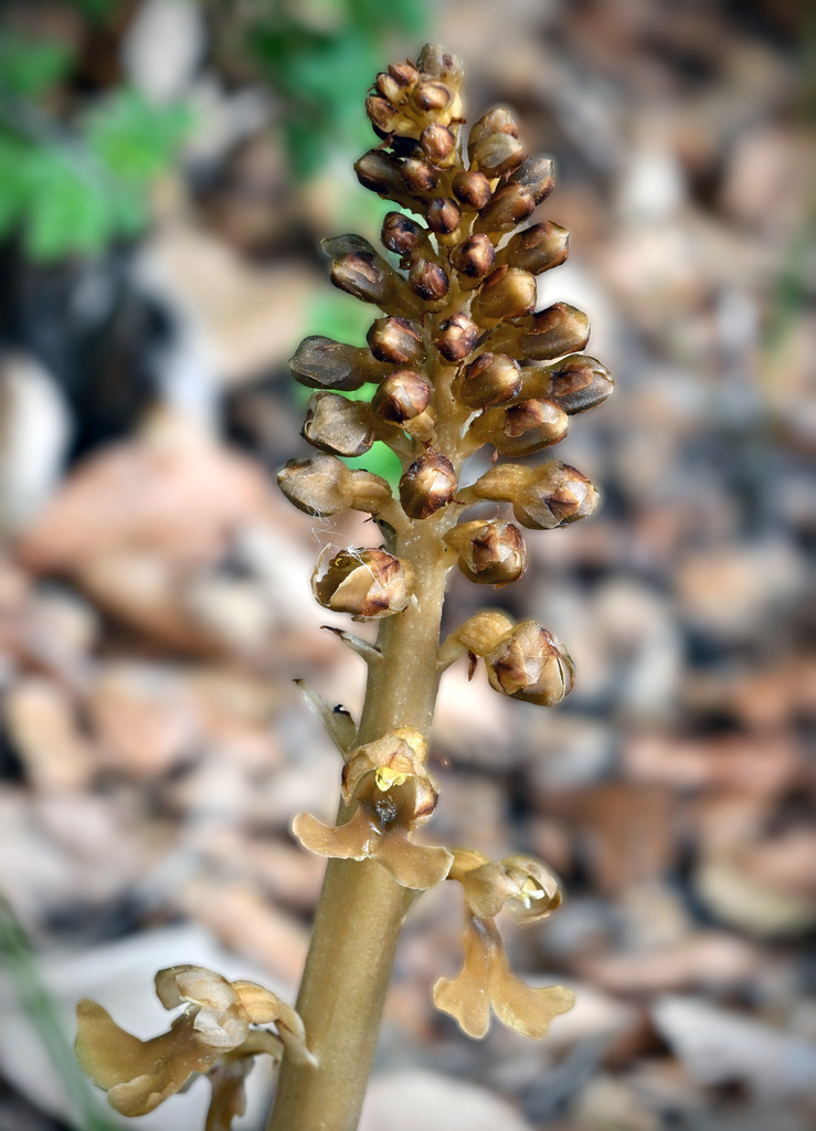 Nestwurz02h | lucisnaturbilder - Realisiert mit Pictrs.com
