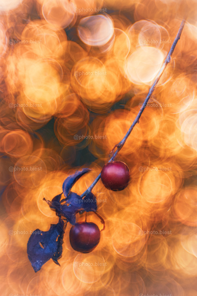 IMGC7420 | photobiest - Realisiert mit Pictrs.com