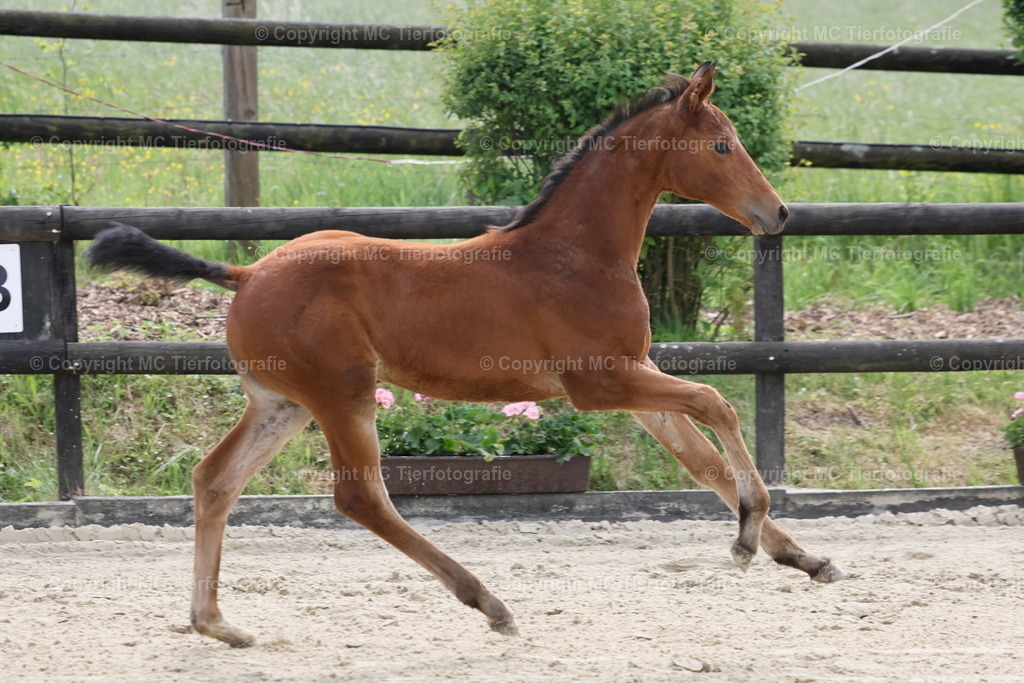 TrakFohlenschHennef17052025MC3H5A7738B | Pferdefotos online bestellen - Realisiert mit Pictrs.com