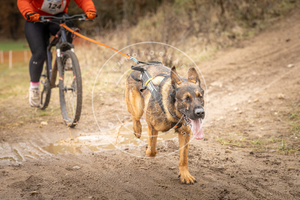 DV3A1155 | Hundefotografie, Tierfotograf, Pfotenfotografie, Fotoshooting Hund, Hunde Portrait, Hundesport, Hundeportraits, Heideshooting, Hunde, Sportfotograf, Hundefotograf, Turnierhundsport, THS,  - Realisiert mit Pictrs.com