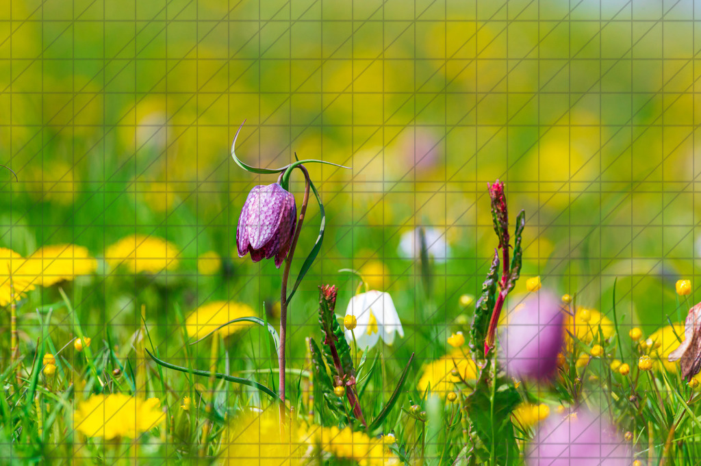 2022_04_30_SCHACHBLUMEN_DSC1643 | Hochwertig gedruckte Fotografien für die Wand, als Kalender und zum Verschenken. Hamburg & Norddeutschland und überall wo ich mit der Kamera unterwegs war.