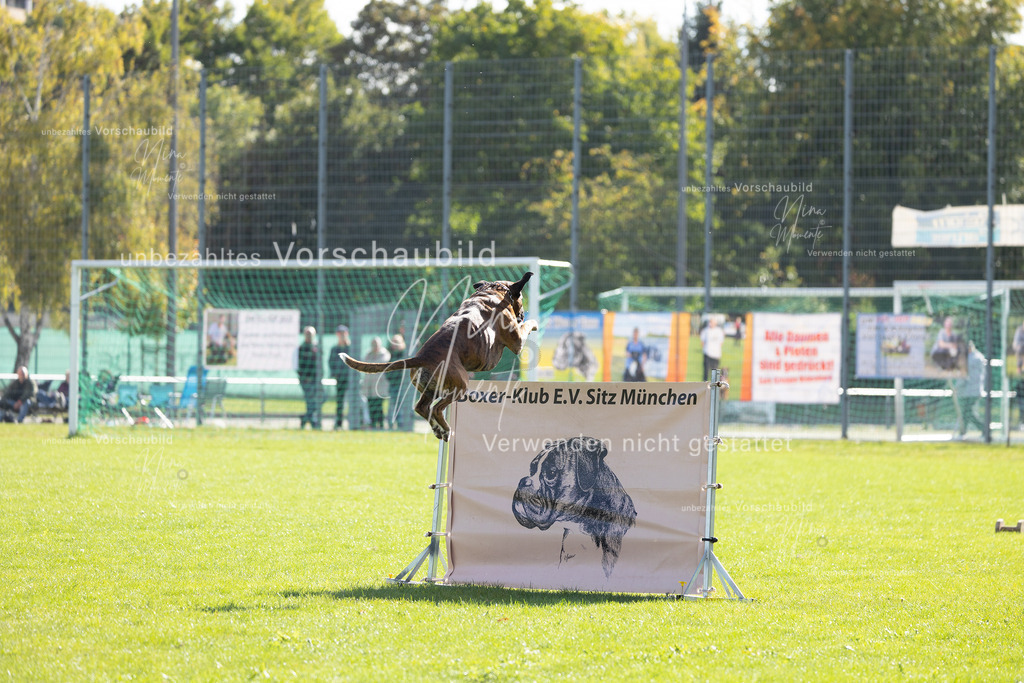 _16A5252 | Einzigartige Fotos von Hunden & Menschen –Actionfotos, Portraits, Vereinsaufnahmen & Paarshootings – authentisch, lebendig & mit Herz.