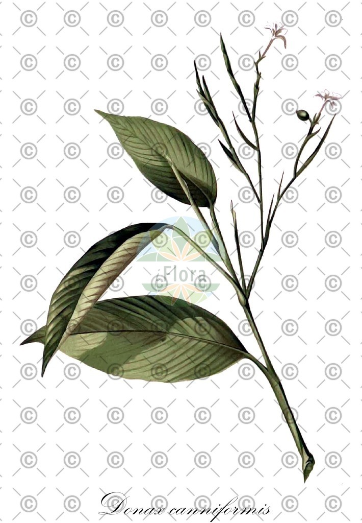 HistAbb_wfo-0000945228_1_ENZY_Simple | Historische Abbildung von Donax canniformis - Marantaceae | Historical Illustration of Donax canniformis - Marantaceae