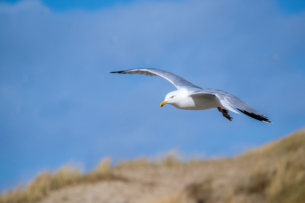 Möwe | Die Nahaufnahme zeigt eine Silbermöwe im eleganten Gleitflug vor einem strahlend blauen Himmel. Der Vogel ist mit ausgebreiteten Flügeln in der Seitenansicht eingefangen, wobei das weiße Gefieder, der gelbe Schnabel mit dem charakteristischen roten Punkt und die hellen Augen klar erkennbar sind. Im unteren Bildrand sorgt eine unscharf verlaufende Dünenlandschaft mit sandfarbenem Gras für einen natürlichen Kontrast und vermittelt ein Gefühl von Küstenatmosphäre. - Realisiert mit Pictrs.com