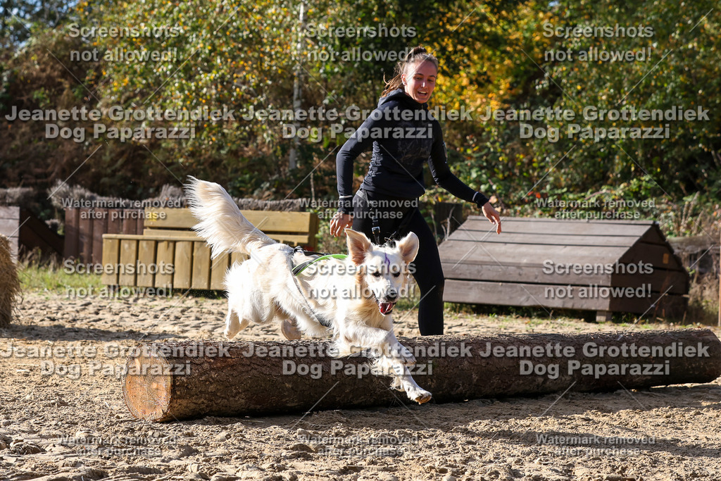 Dog Paparazzi - Strongdog 10-25-5955 | Dog Paparazzi Jeanette Grottendiek Fotografie & Videografie - Realisiert mit Pictrs.com