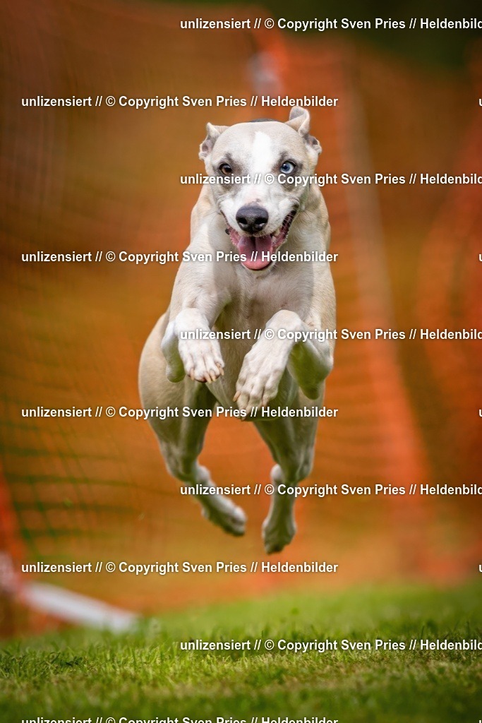 Sven Pries | 2024-09-22 - Hunderennen Baden-BadenPudelverein - Realisiert mit Pictrs.com