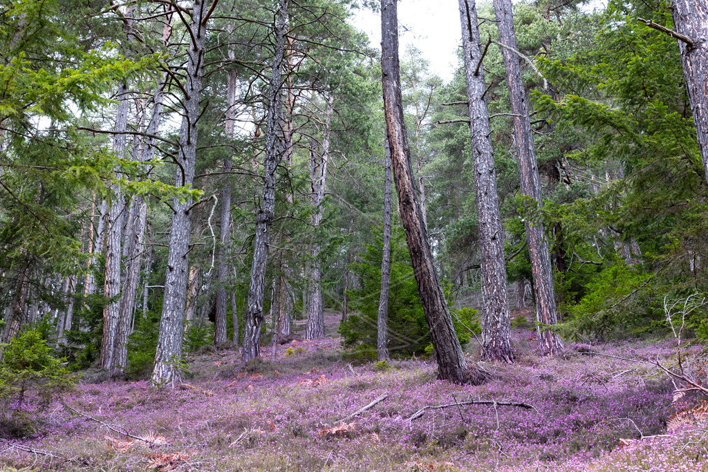 Erikablüte Steiermark | Ihre Fotografin im Lungau, ihre Fotografin im Mostviertel, Wandbilder Onlineshop, Imagefotos für Ihr Unternehmen,  - Realisiert mit Pictrs.com