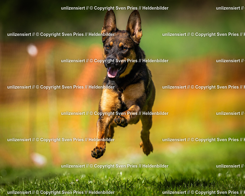 Sven Pries | 2025-04-13 - Hunderennen Baden-Baden - Realisiert mit Pictrs.com