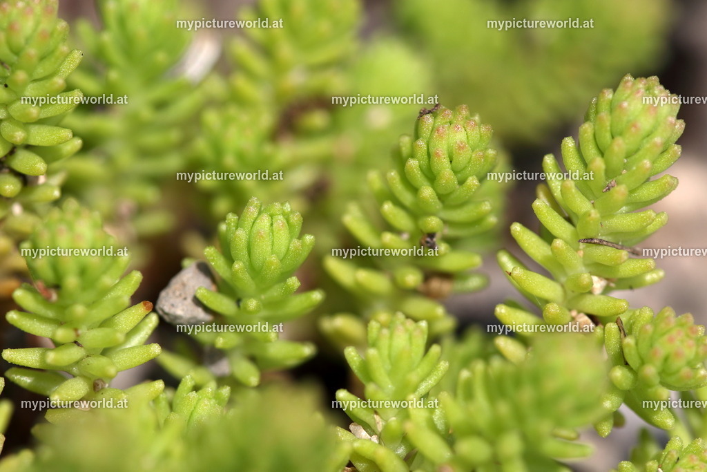 Scharfer Mauerpfeffer-004 | Das Bilderarchiv über Tiere, Planzen und Landschaften. In der Bilddatenbank finden Sie ein große Auswahl an hochwertigen Bilder für Ihre Werbung - Realisiert mit Pictrs.com