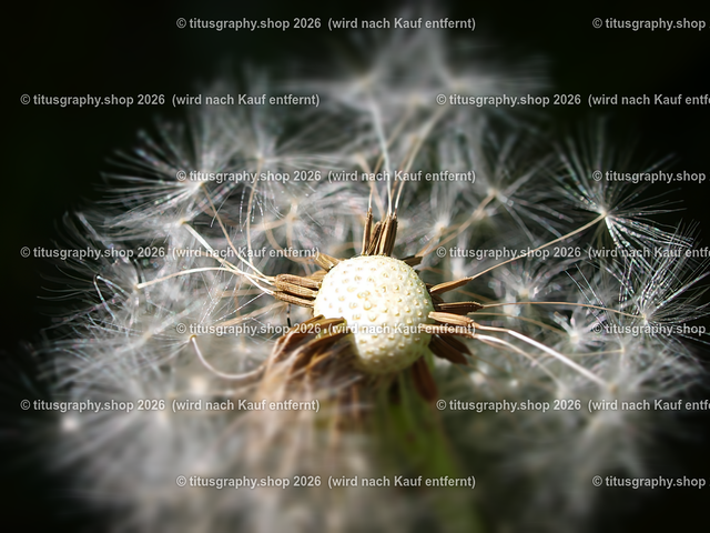 P5146288-b | Fotokunstarbeit aus der INSTAGRAM-Gallerie auf titusgraphy.eu - Realisiert mit Pictrs.com