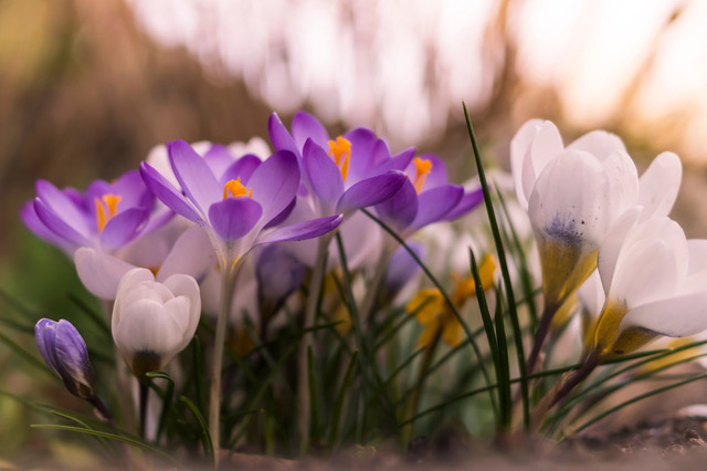 Krokusse (1 von 1) | Outdoorpixl Teßen OHG - Realisiert mit Pictrs.com